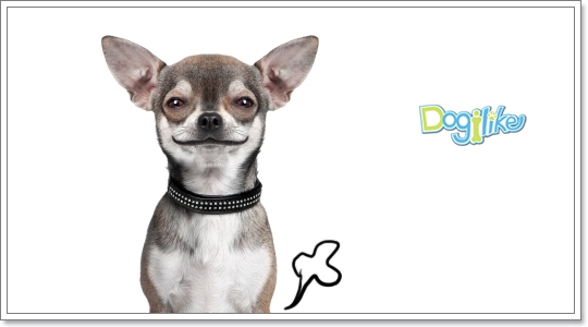 Dogilike.com :: ͧһ~ 䧴
