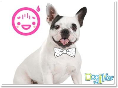Dogilike.com :: û͹عѢ
