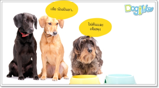 Dogilike.com :: û͹عѢ