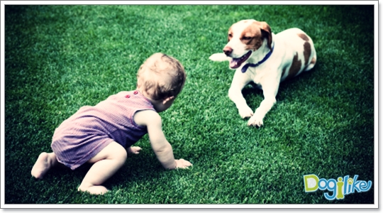 Dogilike.com :: 礤͹Ѻ§