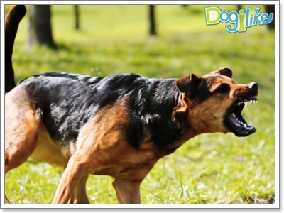Dogilike.com :: 礤͹Ѻ§
