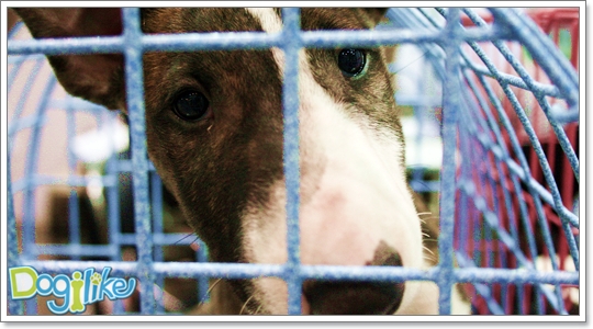Dogilike.com :: ()Ѻ ... ֡عѢ㹡ç