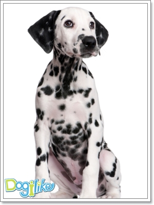 Dogilike.com :: ()Ѻ ... ֡عѢ㹡ç