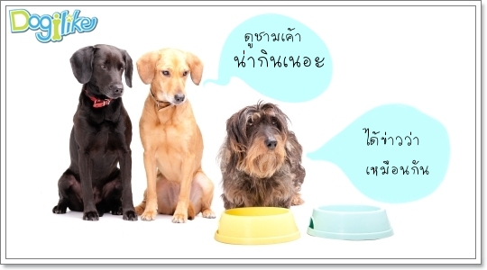 Dogilike.com :: ฝึกระเบียบการกิน Dogilike.com :: ฝึกระเบียบการกิน