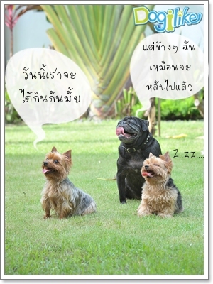 Dogilike.com :: ฝึกระเบียบการกิน Dogilike.com :: ฝึกระเบียบการกิน
