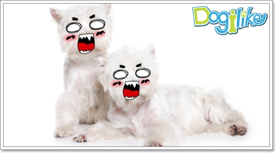 Dogilike.com :: ֡عѢ١ѹ