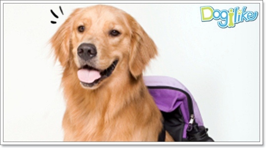Dogilike.com :: ֡عѢѧ