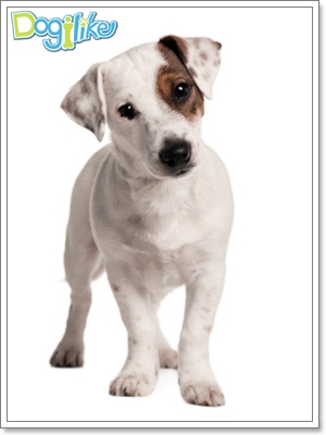 Dogilike.com :: ֡عѢѧ