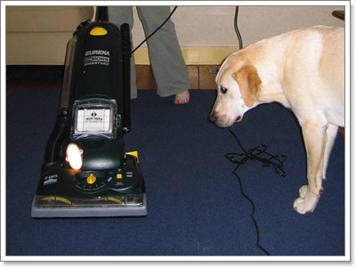 Dogilike.com :: عѢ ͧ  ػóӤҴҹ?