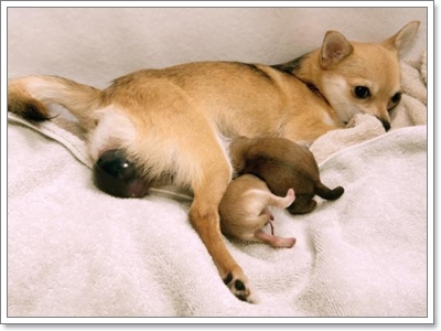 Dogilike.com :: สุนัขสายพันธุ์ไหนคลอดลูกยากกันนะ!! Dogilike.com :: สุนัขสายพันธุ์ไหนคลอดลูกยากกันนะ!!
