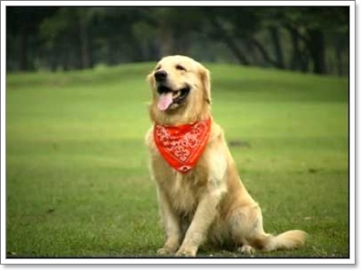 Dogilike.com :: عѢѹ˹ §ͧͧ͡ش
