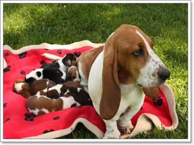Dogilike.com ::  Ǵ     !