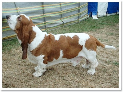 Dogilike.com ::  Ǵ     !