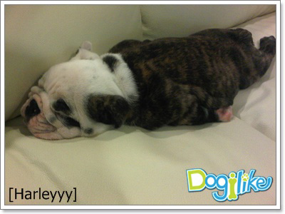 Dogilike.com :: ҹͧѧ Planking! 