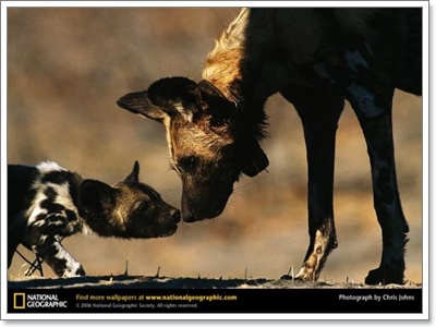 Dogilike.com :: African Wild Dog ǡԴ ж١