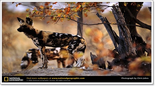 Dogilike.com :: African Wild Dog ǡԴ ж١