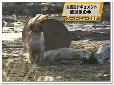 Dogilike.com :: \عѢ\ ҡ