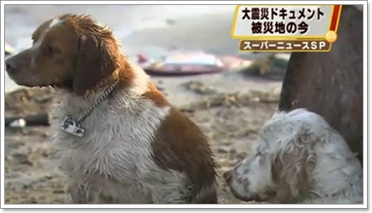 Dogilike.com :: \عѢ\ ҡ