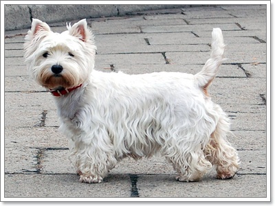 Dogilike.com :: عѢѹ˹ §ͧͧ͡ش
