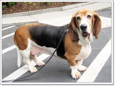 Dogilike.com ::  Ǵ     !