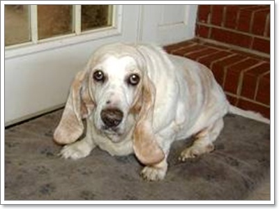 Dogilike.com ::  Ǵ     !