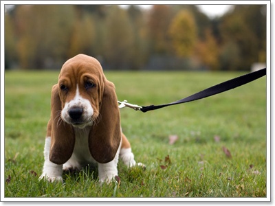Dogilike.com ::  Ǵ     !