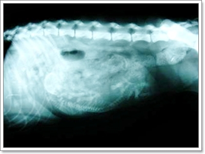 Dogilike.com :: สุนัขสายพันธุ์ไหนคลอดลูกยากกันนะ!! Dogilike.com :: สุนัขสายพันธุ์ไหนคลอดลูกยากกันนะ!!