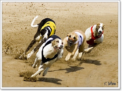 Dogilike.com :: เมื่อน้องหมาเกรย์ฮาวด์วิ่งแข่งกับม้า ใครจะชนะ?