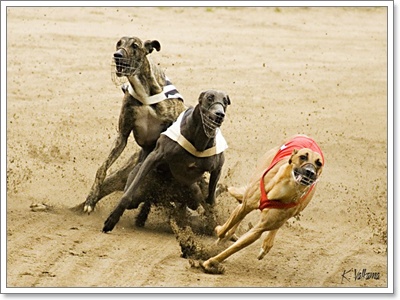 Dogilike.com :: เมื่อน้องหมาเกรย์ฮาวด์วิ่งแข่งกับม้า ใครจะชนะ?