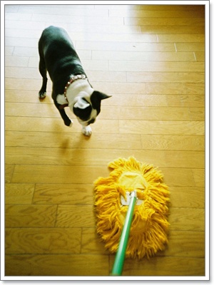 Dogilike.com :: عѢ ͧ  ػóӤҴҹ?