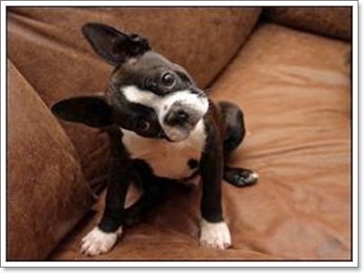 Dogilike.com :: عѢѹ˹ §ͧͧ͡ش