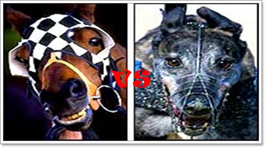 Dogilike.com :: เมื่อน้องหมาเกรย์ฮาวด์วิ่งแข่งกับม้า ใครจะชนะ?