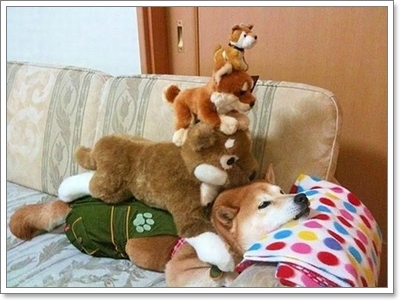 Dogilike.com :: Ժ Թ (Shiba Inu) ͧ