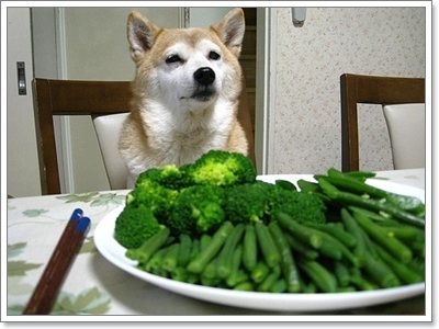 Dogilike.com :: Ժ Թ (Shiba Inu) ͧ