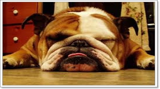 Dogilike.com :: عѢѹ˹ §ͧͧ͡ش