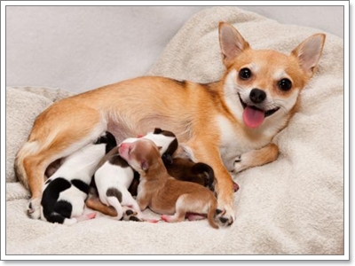 Dogilike.com :: عѢ¾ѹ˹ʹ١ҡѹ!!