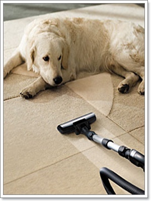 Dogilike.com :: عѢ ͧ  ػóӤҴҹ?