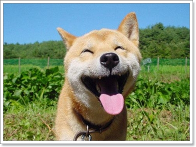 Dogilike.com :: ชิบะ อินุ (Shiba Inu) น้องหมายิ้มแป้น Dogilike.com :: ชิบะ อินุ (Shiba Inu) น้องหมายิ้มแป้น