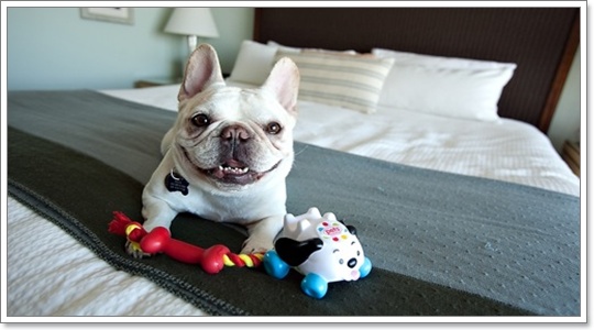 Dogilike.com :: عѢ ͧ  ػóӤҴҹ?