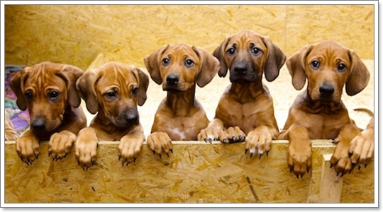 Dogilike.com :: عѢ¾ѹ˹ʹ١ҡѹ!!