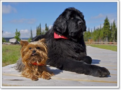 10 สายพันธุ์สุนัข ที่ตัวใหญ่ที่สุดในโลก: 5.นิวฟาวด์แลนด์