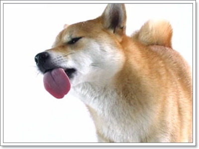 Dogilike.com :: Ժ Թ (Shiba Inu) ͧ
