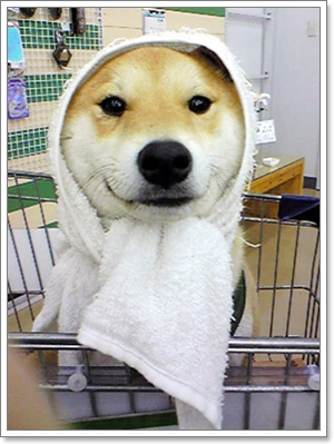 Dogilike.com :: Ժ Թ (Shiba Inu) ͧ