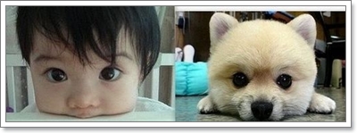 Dogilike.com :: Ժ Թ (Shiba Inu) ͧ