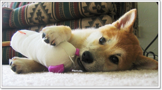 Dogilike.com :: Ժ Թ (Shiba Inu) ͧ