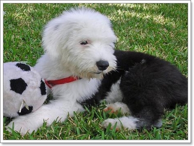Dogilike.com :: ŴԧԪջ͡ ͧ͹ͧСѹ?
