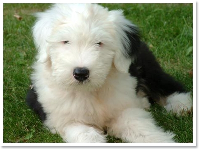 Dogilike.com :: ŴԧԪջ͡ ͧ͹ͧСѹ?