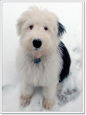 Dogilike.com :: ŴԧԪջ͡ ͧ͹ͧСѹ?