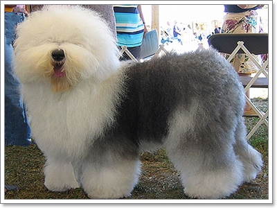 Dogilike.com :: ŴԧԪջ͡ ͧ͹ͧСѹ?