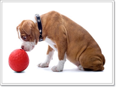 Dogilike.com :: ͧҵҺʹըԧ?